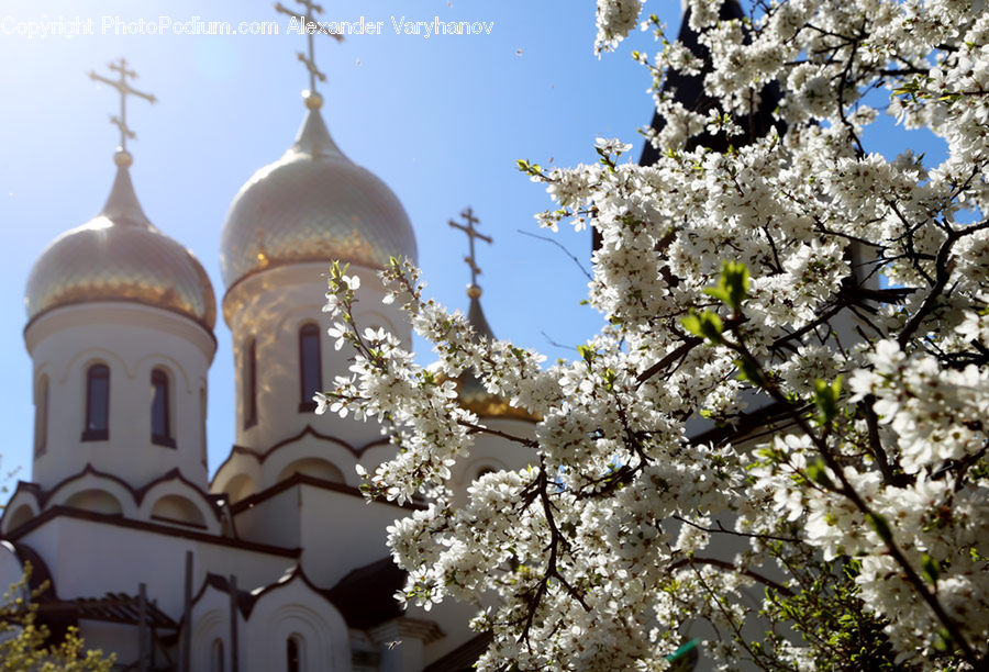 Architecture, Bell Tower, Clock Tower, Tower, Church, Worship, Blossom