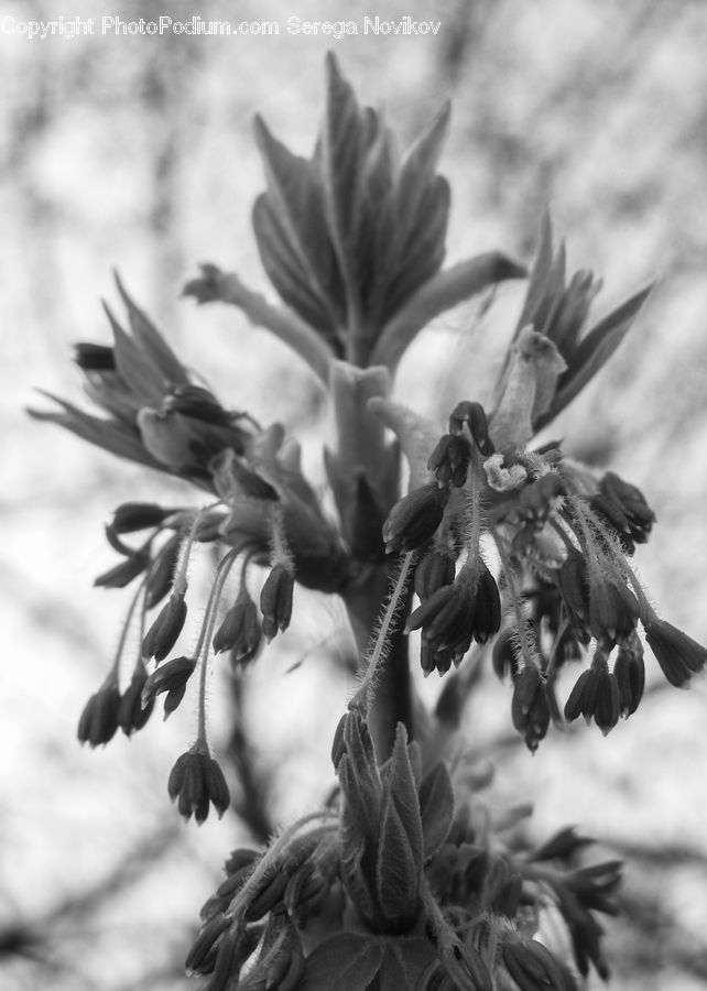 Plant, Blossom, Flora, Flower, Pollen, Conifer, Fir