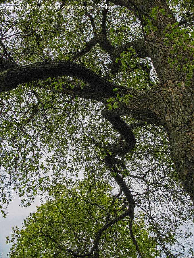 Oak, Tree, Wood, Plant, Conifer, Fir, Forest