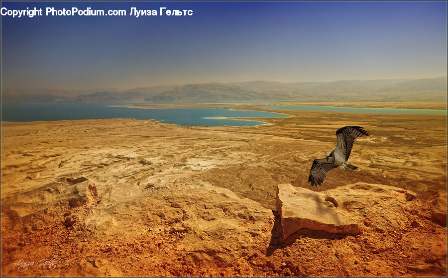 Bird, Harrier, Hawk, Basin, Outdoors, Buzzard, Vulture