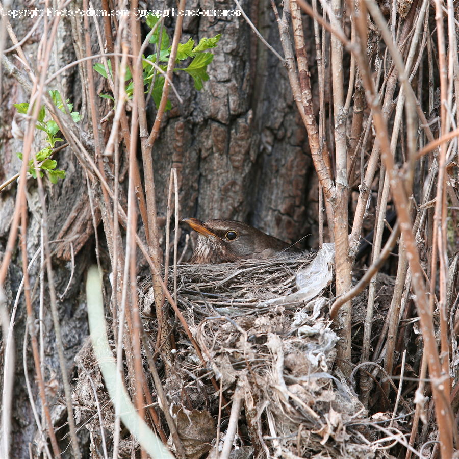 Bird Nest, Nest, Soil
