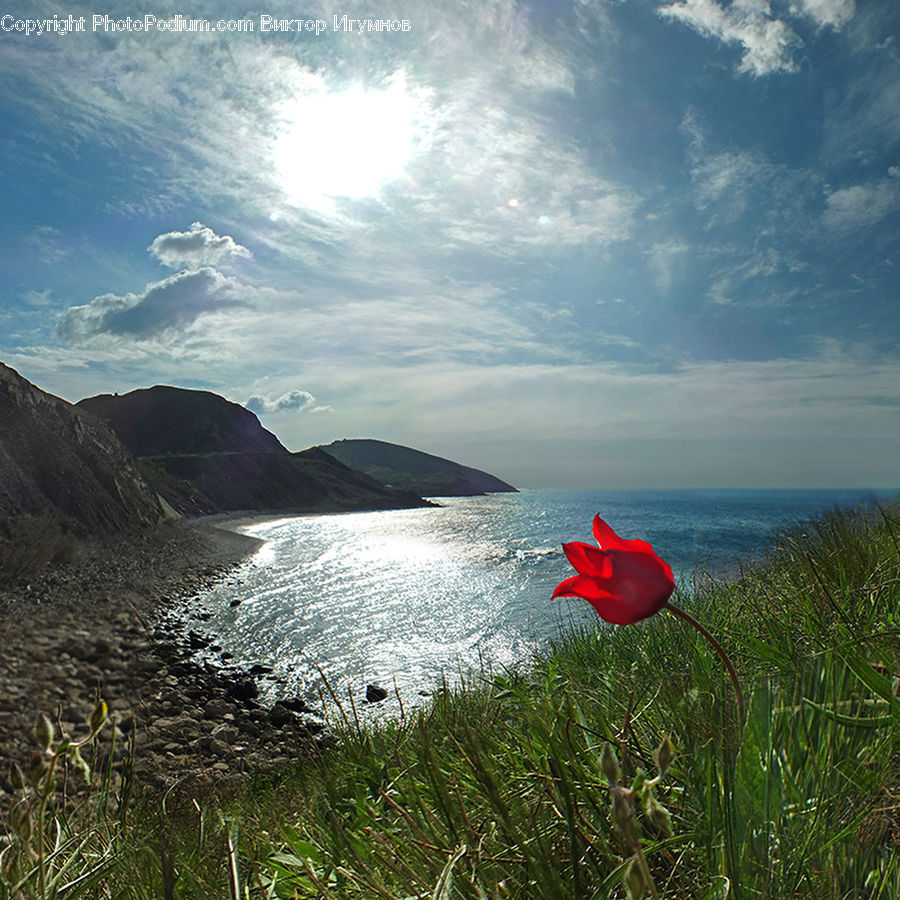 Field, Grass, Grassland, Plant, Reed, Coast, Outdoors