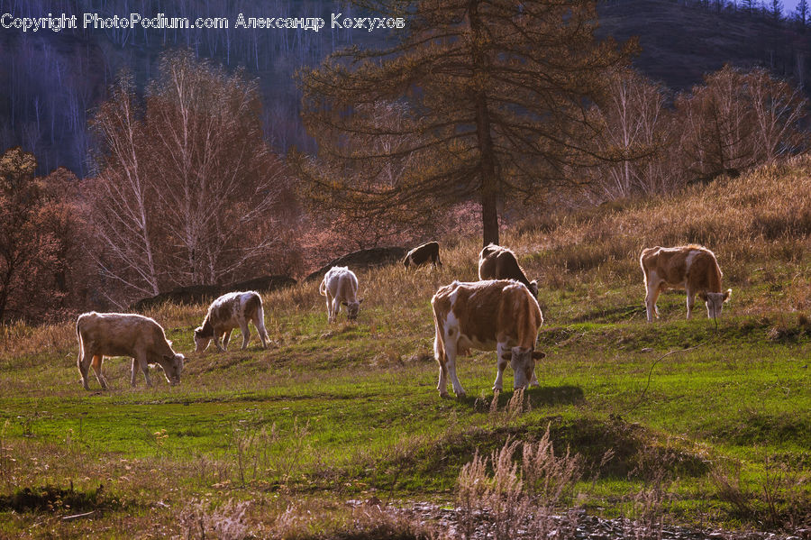 Animal, Cattle, Cow, Dairy Cow, Mammal, Alpaca, Llama