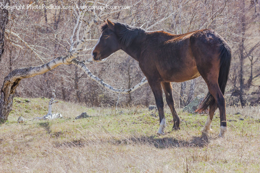 Animal, Colt Horse, Foal, Horse, Mammal