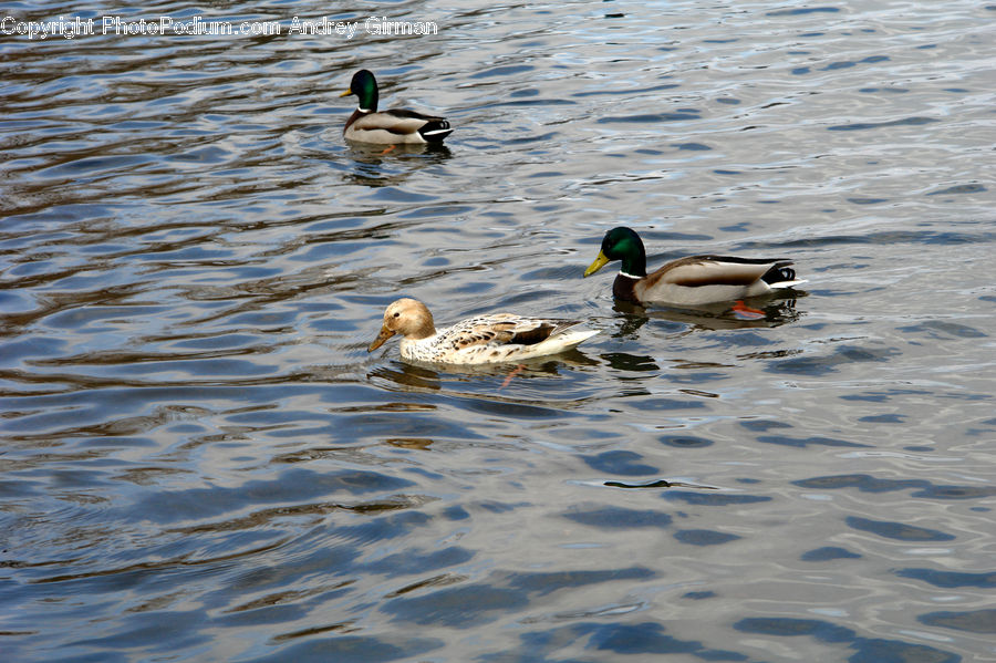 Bird, Duck, Mallard, Waterfowl, Teal, Goose