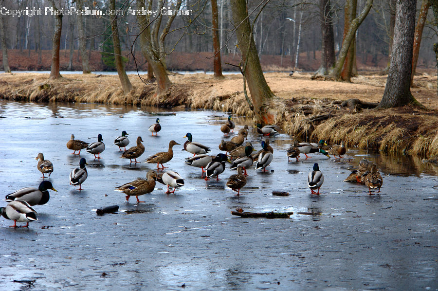 Bird, Goose, Waterfowl, Duck, Teal, Mallard