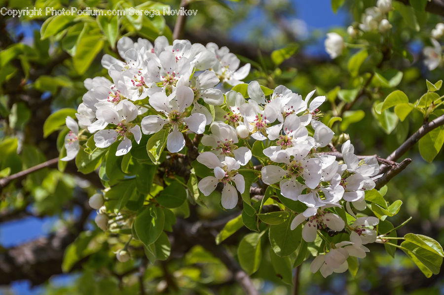 Blossom, Flora, Flower, Plant, Cherry Blossom