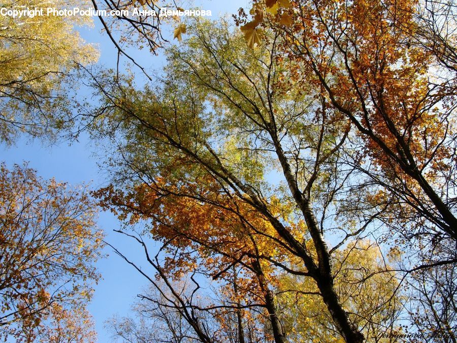 Birch, Tree, Wood, Plant, Conifer, Fir, Oak