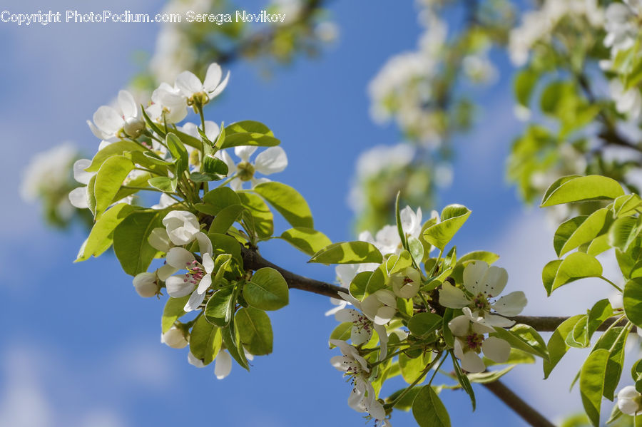 Blossom, Flora, Flower, Plant, Petal, Cherry Blossom, Tree