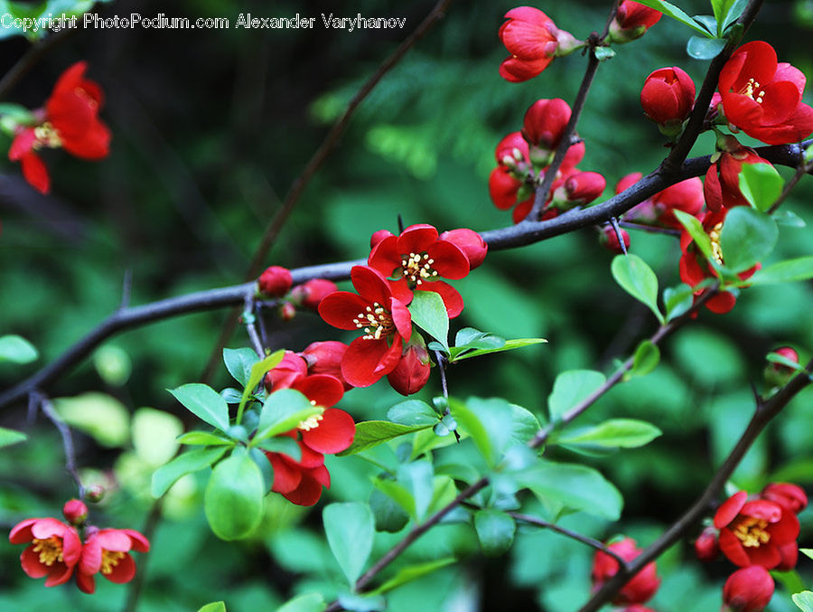 Plant, Cherry, Fruit, Flora, Flower, Hibiscus, Poppy