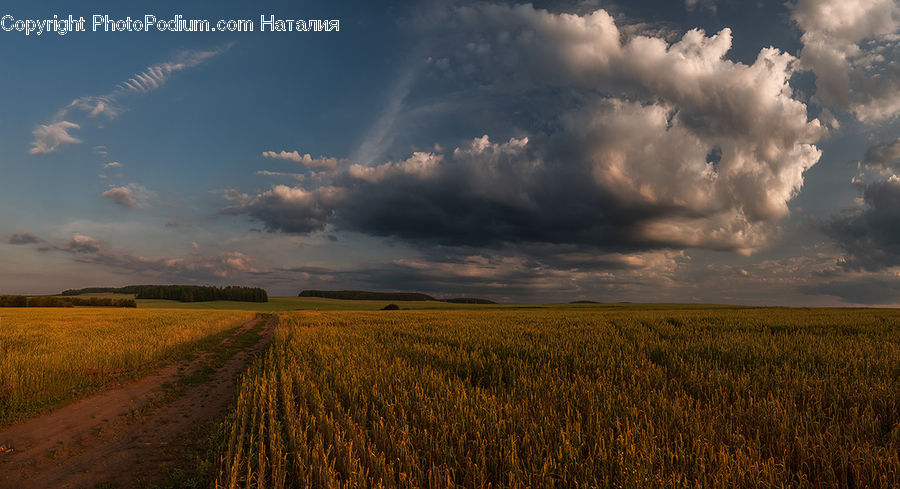 Cloud, Cumulus, Sky, Grain, Wheat, Field, Grass
