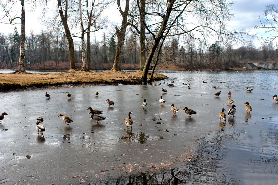 Land, Marsh, Outdoors, Swamp, Water, Bird, Goose