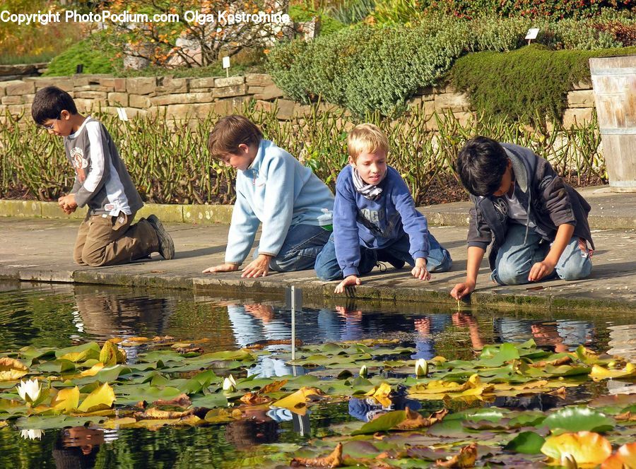 People, Person, Human, Flower, Lily, Plant, Pond Lily