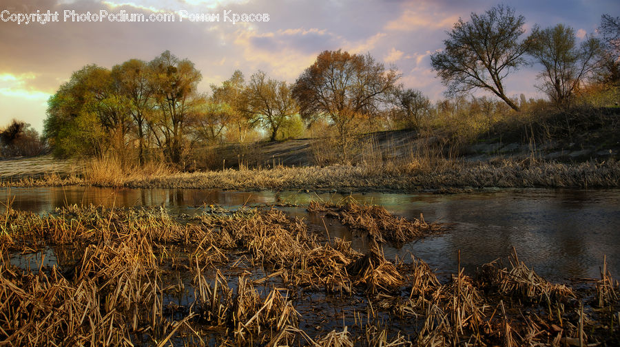 Field, Grass, Grassland, Plant, Land, Marsh, Pond