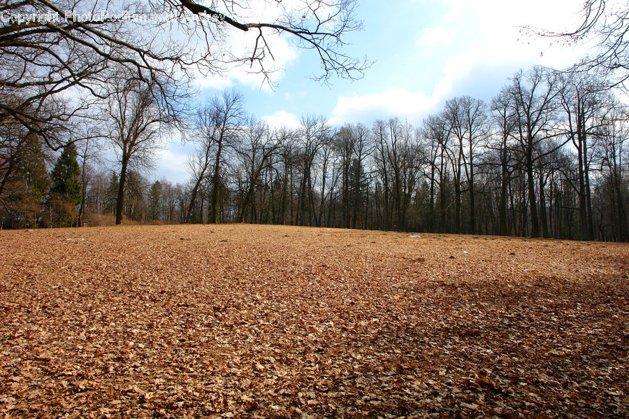 Soil, Dirt Road, Gravel, Road, Field, Grass, Grassland