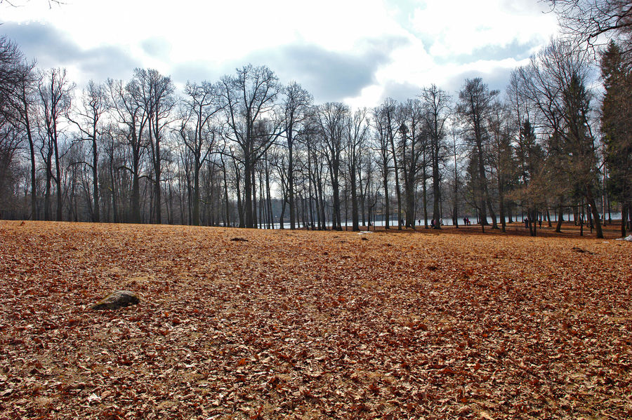 Soil, Forest, Vegetation, Ground, Landscape, Nature, Scenery