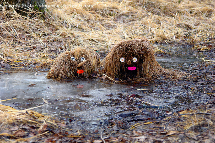 Animal, Canine, Cocker Spaniel, Dog, Mammal, Pet, Spaniel