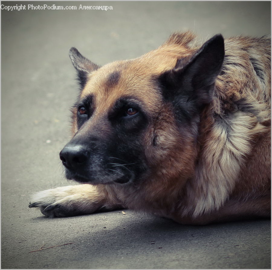 Animal, Canine, Dog, German Shepherd, Mammal, Pet