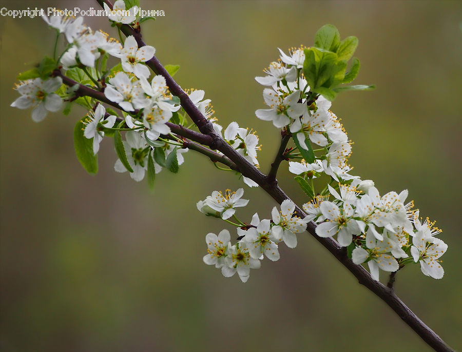 Blossom, Flora, Flower, Plant, Cherry Blossom, Flower Arrangement, Flower Bouquet