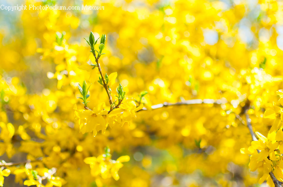 Flower, Mimosa, Plant, Blossom, Flora, Bush, Vegetation