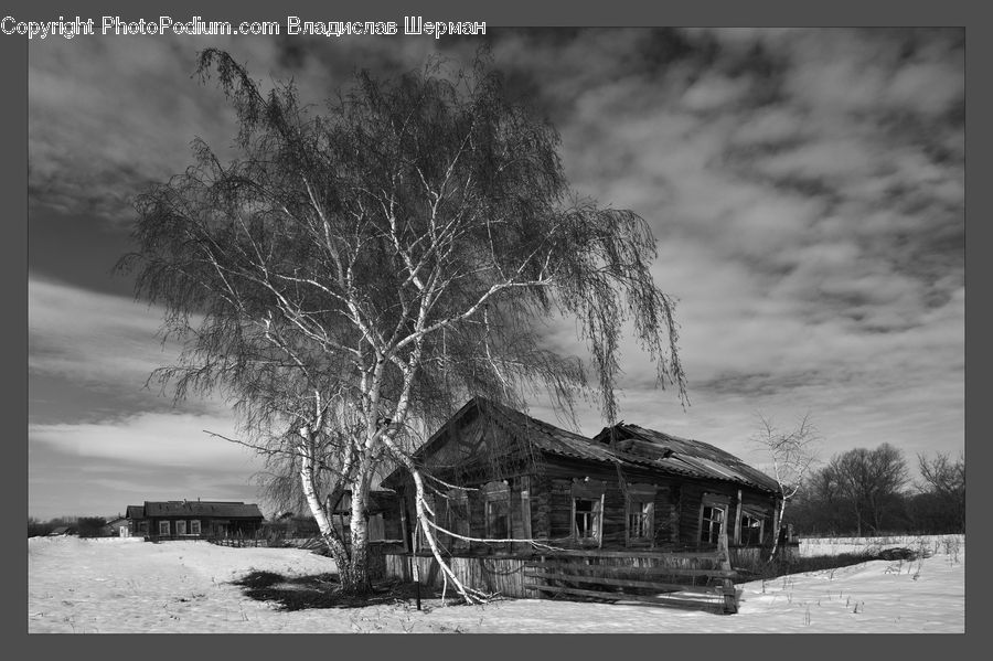 Cabin, Hut, Rural, Shack, Shelter, Plant, Tree