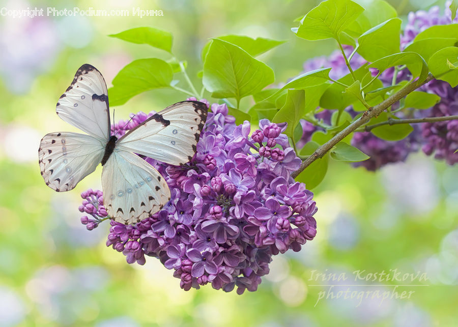 Blossom, Flower, Lilac, Plant, Butterfly, Insect, Invertebrate