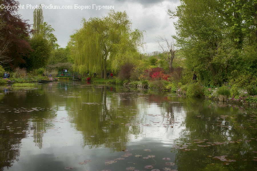 Outdoors, Pond, Water, Canal, River, Blossom, Flora