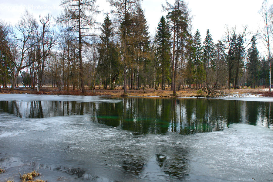 Outdoors, Pond, Water, Forest, Vegetation, Conifer, Fir