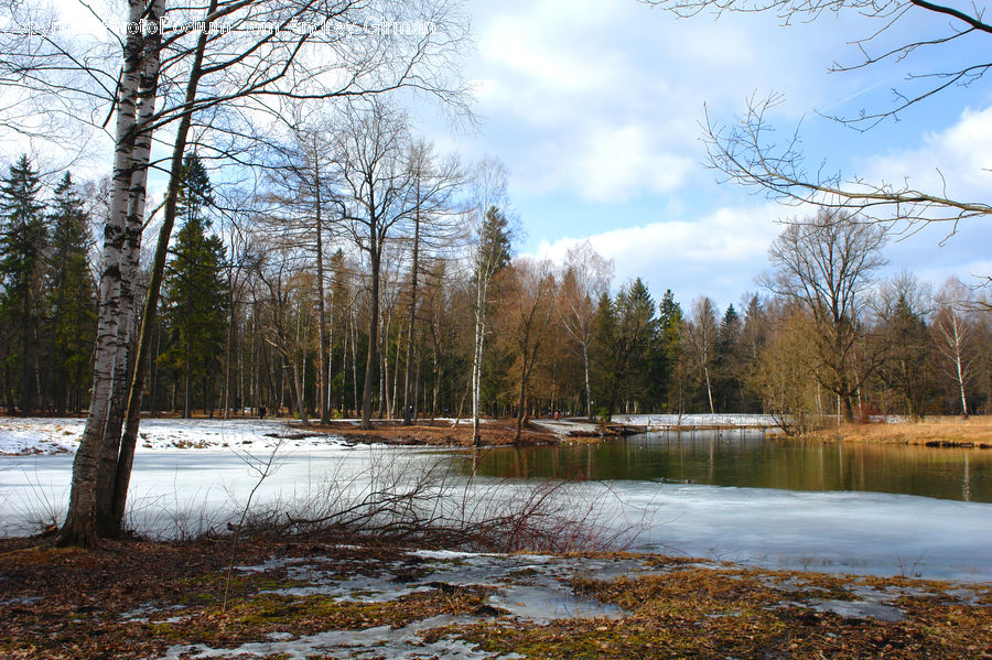 Land, Marsh, Outdoors, Swamp, Water, Forest, Vegetation