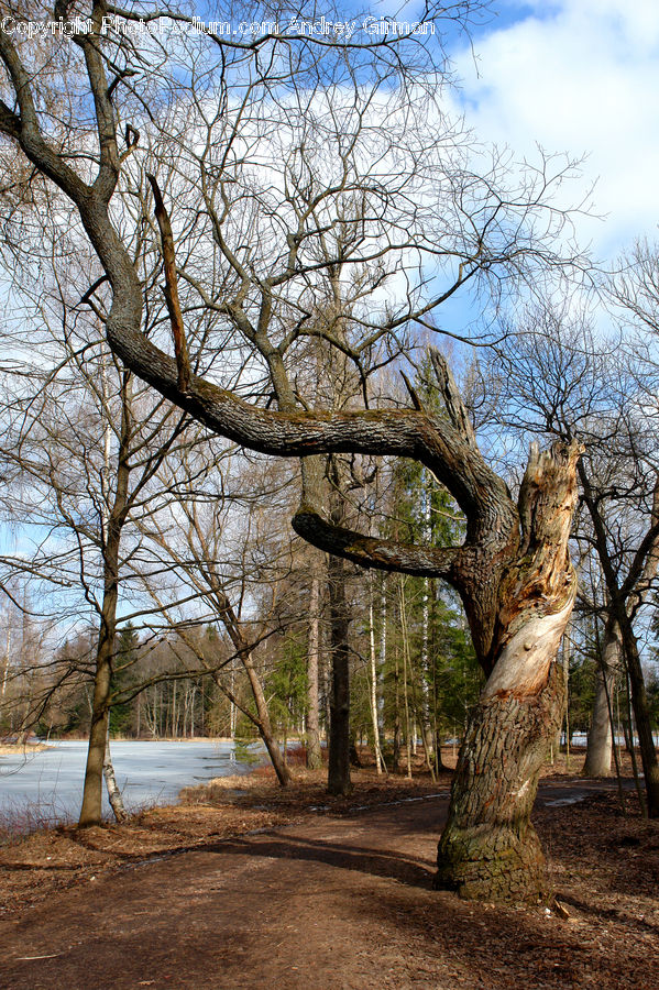 Oak, Tree, Wood, Plant, Birch, Sycamore, Tree Trunk