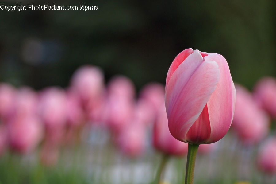 Blossom, Flora, Flower, Plant, Tulip