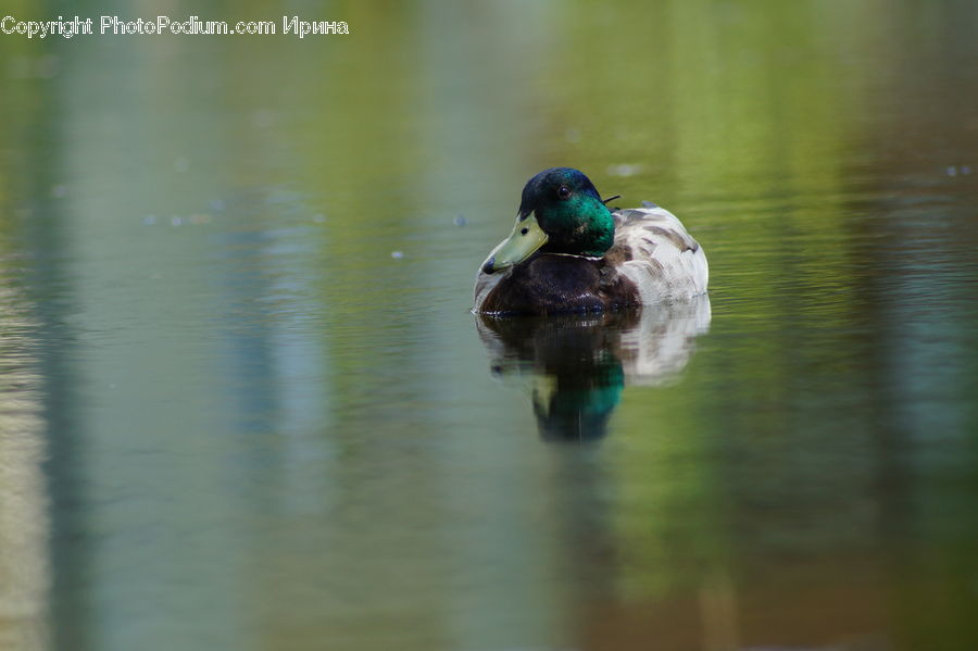 Bird, Duck, Mallard, Waterfowl, Teal