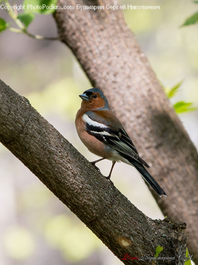 Bird, Finch, Bee Eater, Quail, Grain, Seed, Blue Jay