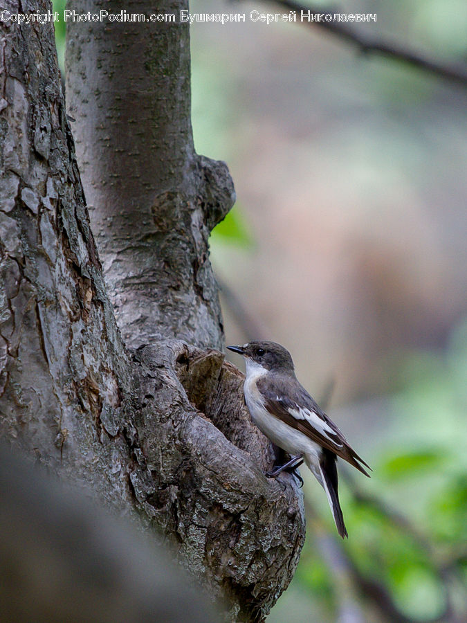 Nest, Bird, Booby, Swallow, Beak, Bee Eater