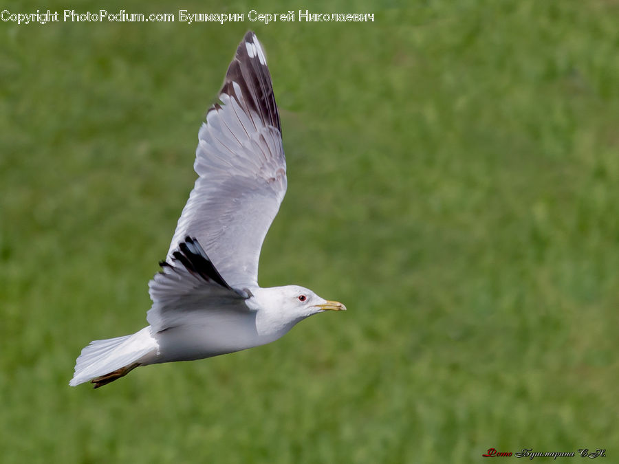 Bird, Seagull, Goose, Waterfowl, Dove, Pigeon, Head