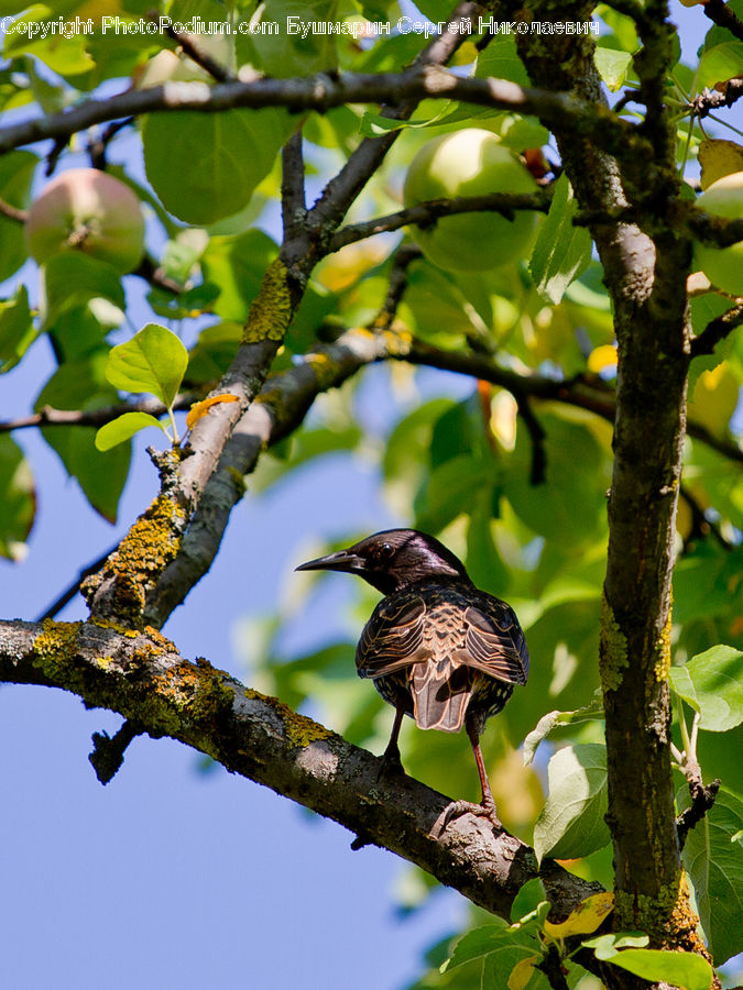 Accipiter, Bird, Flicker Bird, Woodpecker, Beak, Buzzard, Harrier