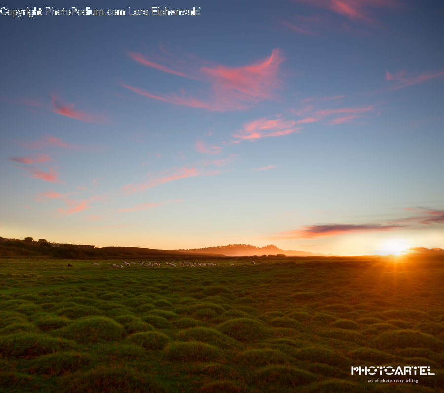 Field, Grass, Grassland, Land, Outdoors, Plant, Landscape