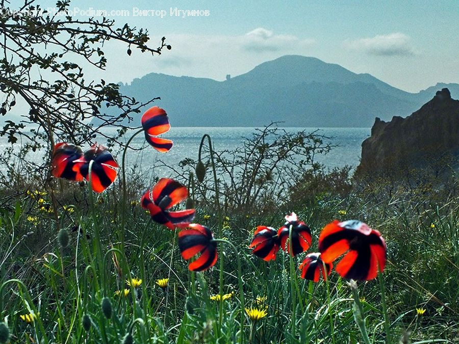 Blossom, Flora, Flower, Plant, Poppy, Cliff, Outdoors