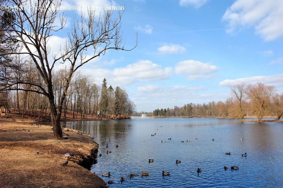 Lake, Outdoors, Water, Bird, Waterfowl, Landscape, Nature