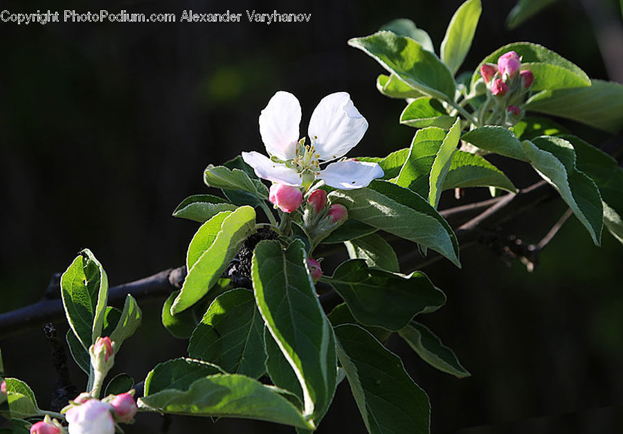 Blossom, Flora, Flower, Plant, Leaf, Bud, Geranium