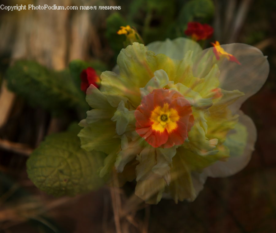 Cactus, Plant, Blossom, Flora, Flower, Geranium, Daffodil