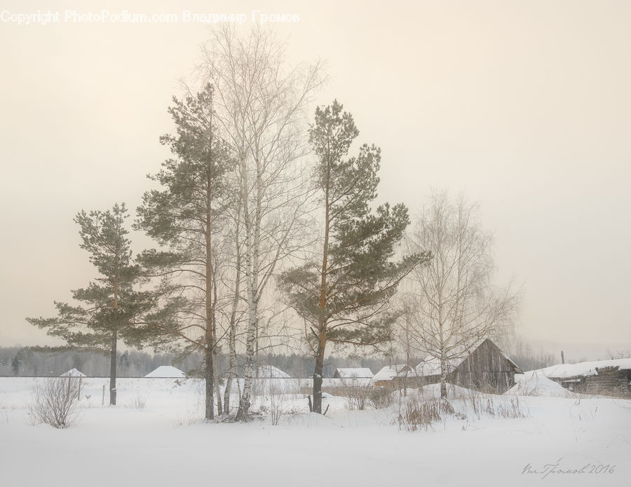 Ice, Outdoors, Snow, Plant, Tree, Forest, Vegetation