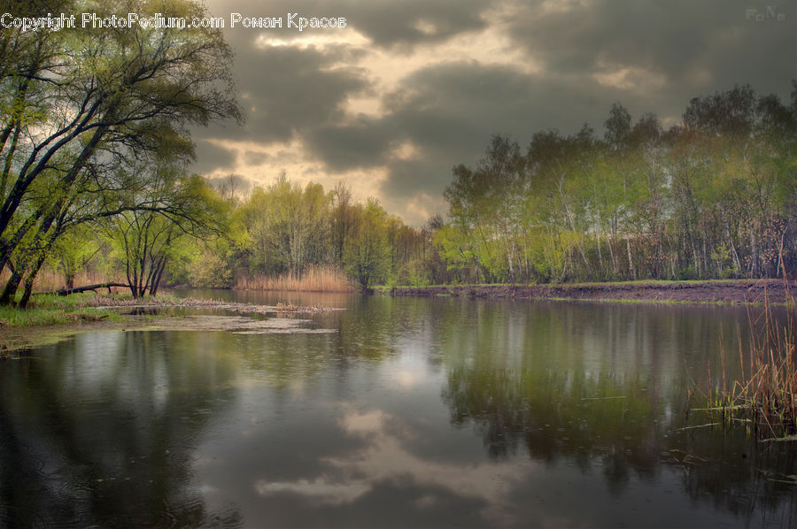 Land, Marsh, Pond, Swamp, Water, Outdoors, Plant