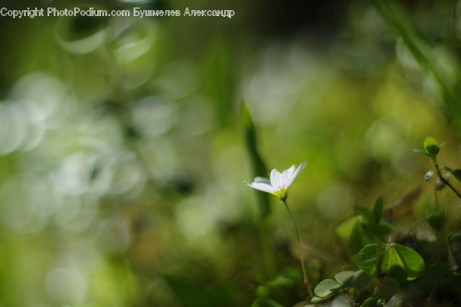 Fiber, Flax, Flora, Flower, Plant, Blossom, Geranium