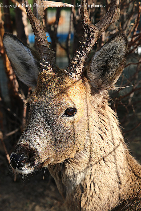 Animal, Deer, Mammal, Wildlife, Hole, Elk