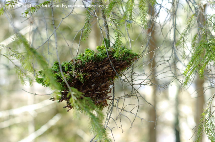 Conifer, Fir, Plant, Tree, Bird Nest, Nest, Hole