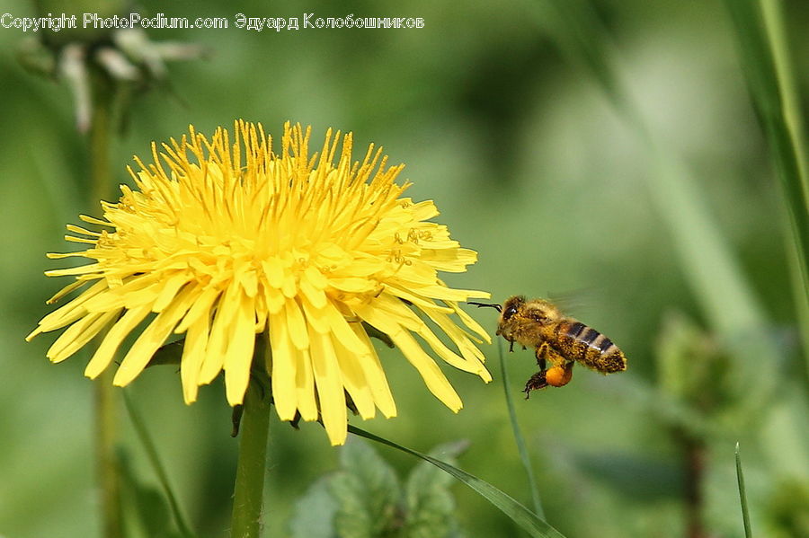 Bee, Bumblebee, Honey Bee, Insect, Invertebrate, Dandelion, Flower