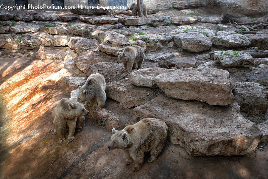 Rock, Animal, Goat, Mammal, Mountain Goat, Bear, Brown Bear