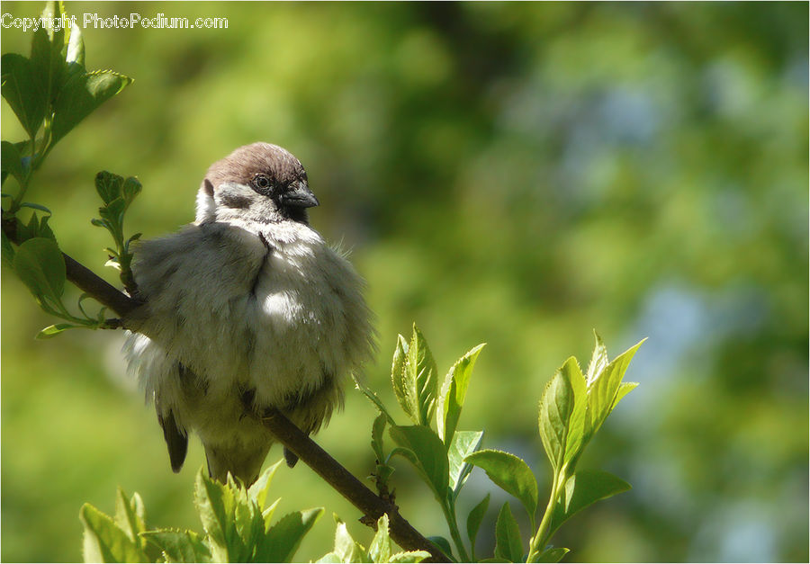 Bird, Sparrow, Blue Jay, Bluebird, Jay, Blossom, Flower