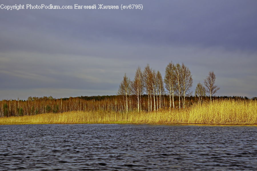 Field, Grass, Grassland, Plant, Grain, Wheat, Coast